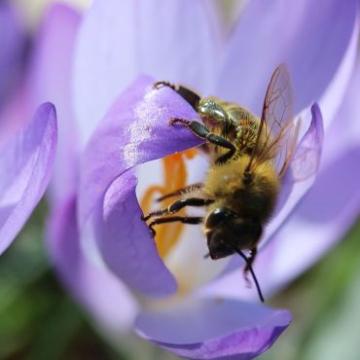Krokus Biene 01